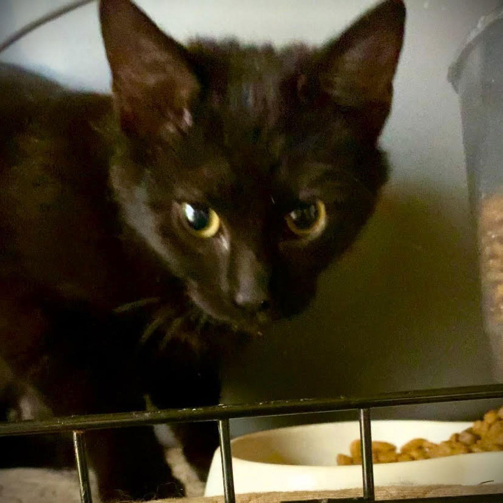 Newton (AKA Nuttin'), Adopted, Young Male Domestic Short Hair.