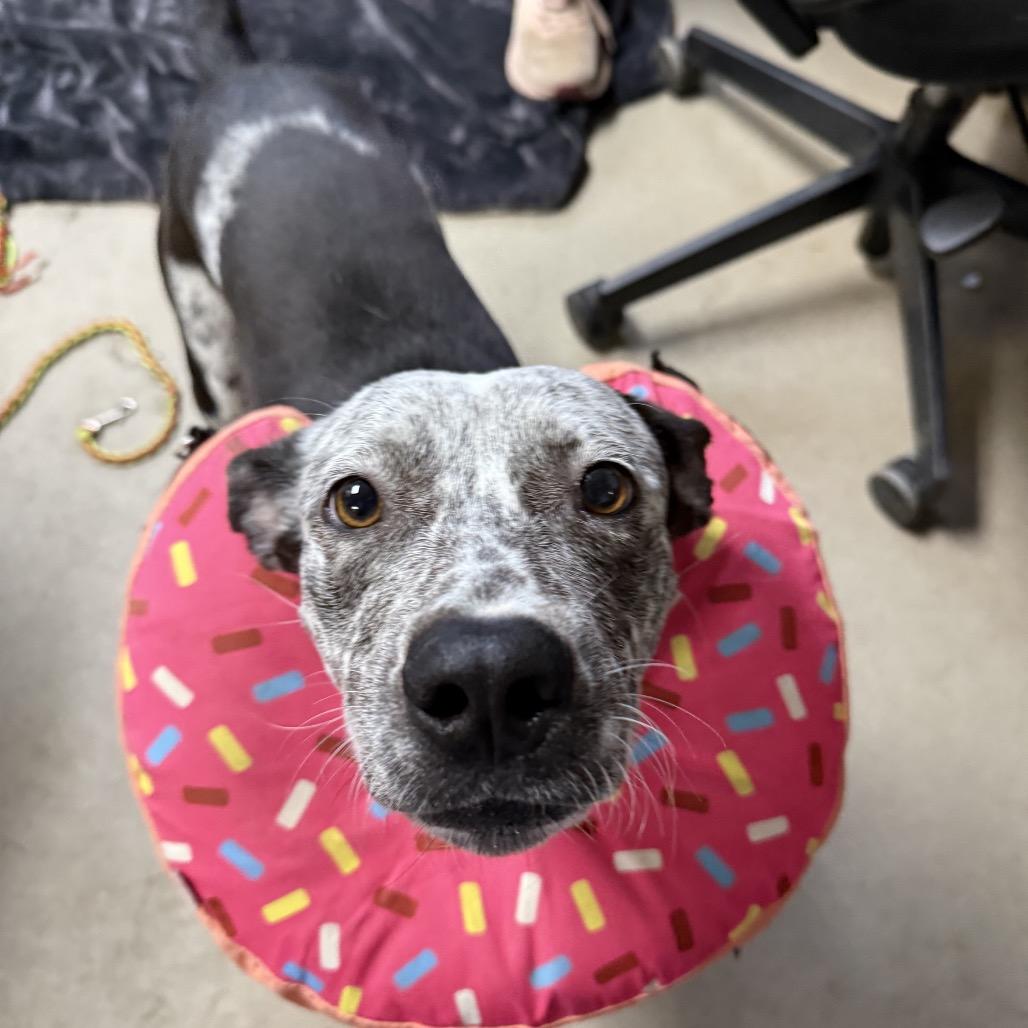 Agarita — thumbnail 2