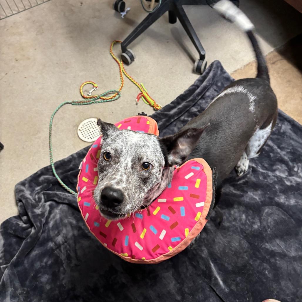 Agarita — thumbnail 3