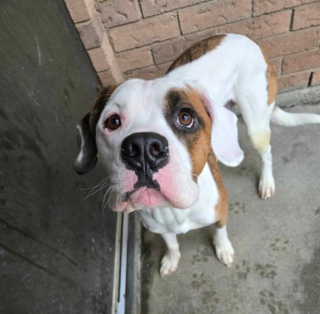 MOOSE, Adoptable, Young Male American Bulldog.