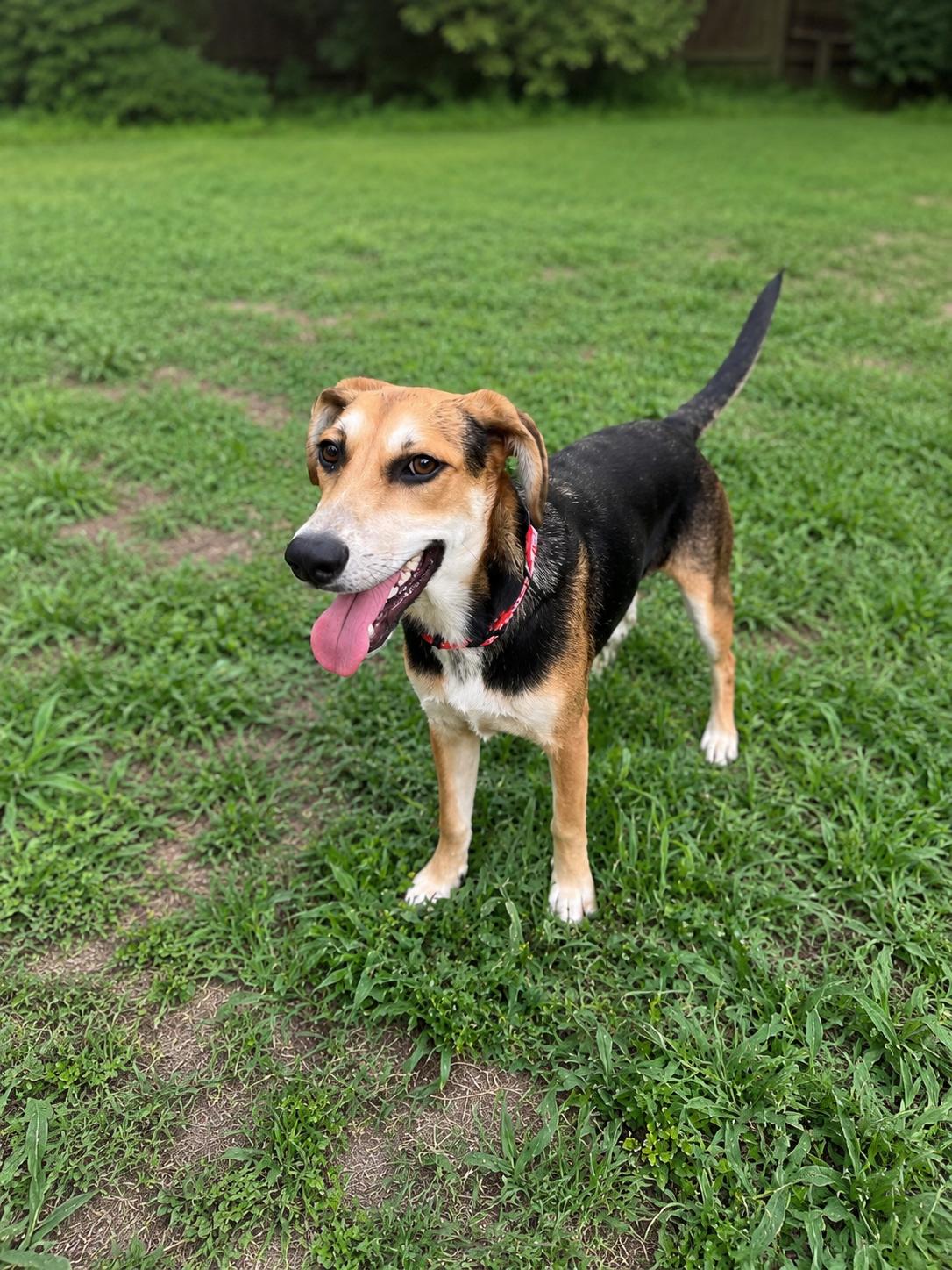 Enlarge Scout, a Adoptable mixed breed in Grove City, OH image 2/6