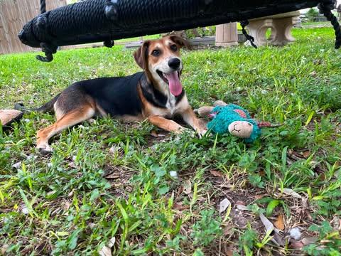 Enlarge Scout, a Adoptable mixed breed in Grove City, OH image 5/6