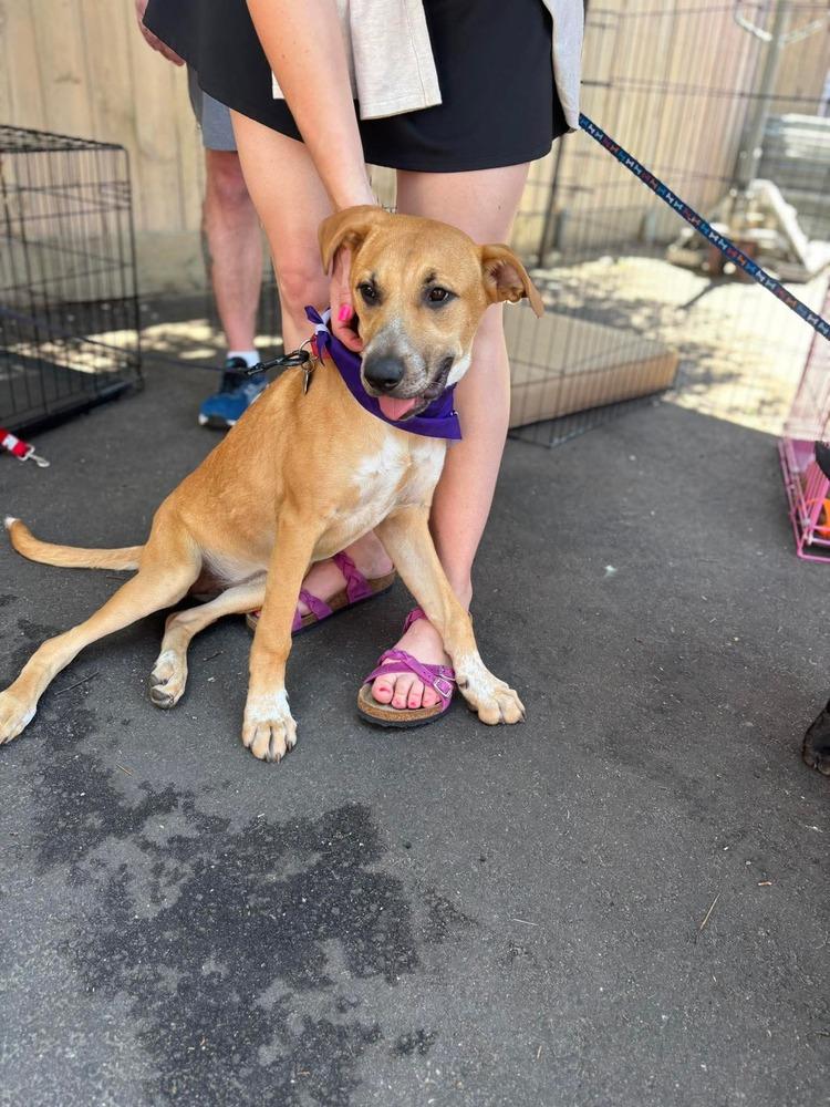 Willow, Adoptable, Puppy Female Mixed Breed.