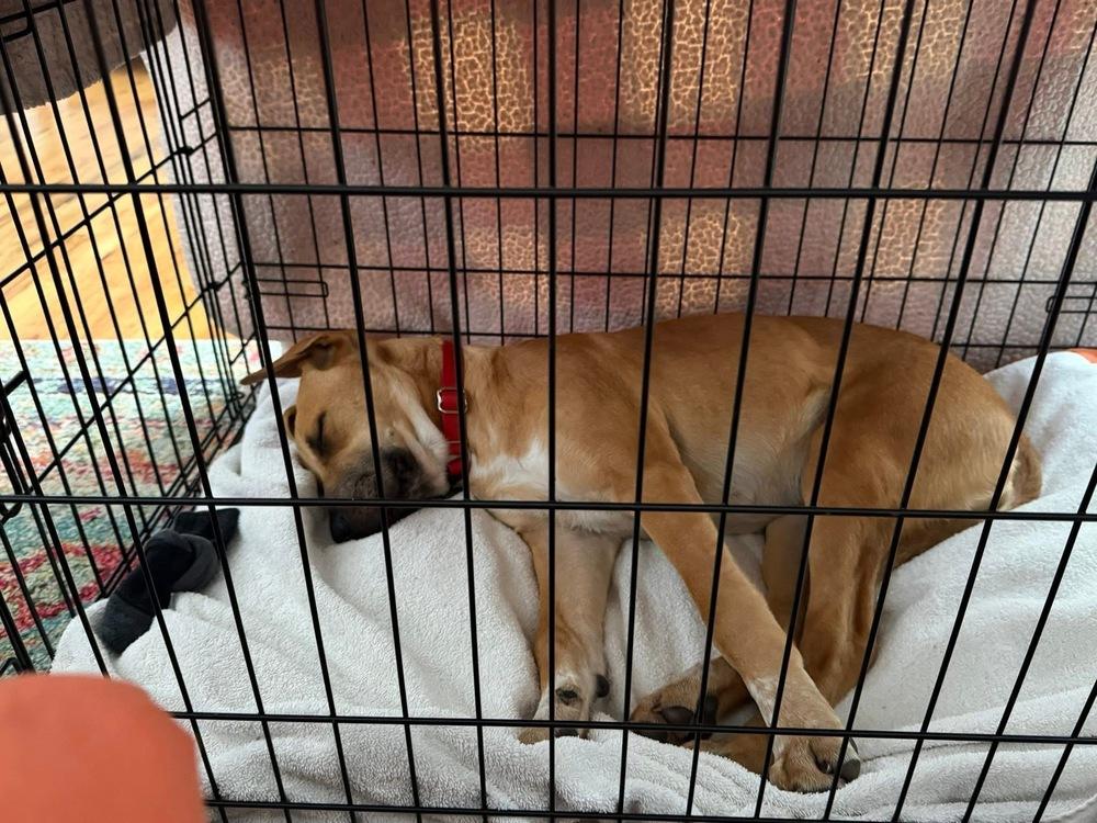 Willow, a Adoptable mixed breed in Valley Stream, NY image 2/6