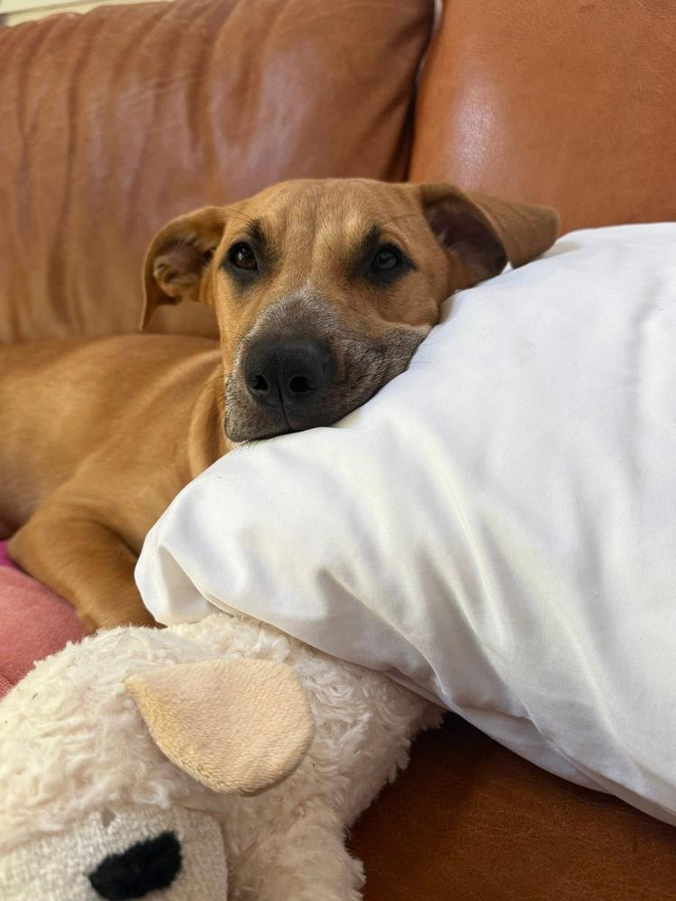 Willow, a Adoptable mixed breed in Valley Stream, NY image 3/6