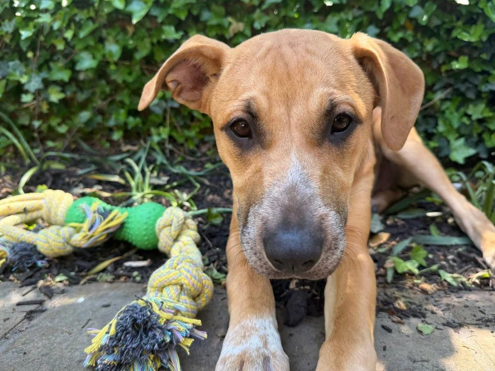 Willow, a Adoptable mixed breed in Valley Stream, NY image 4/6