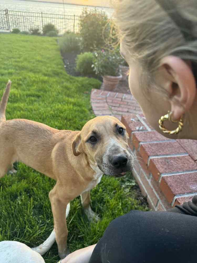 Willow, a Adoptable mixed breed in Valley Stream, NY image 5/6