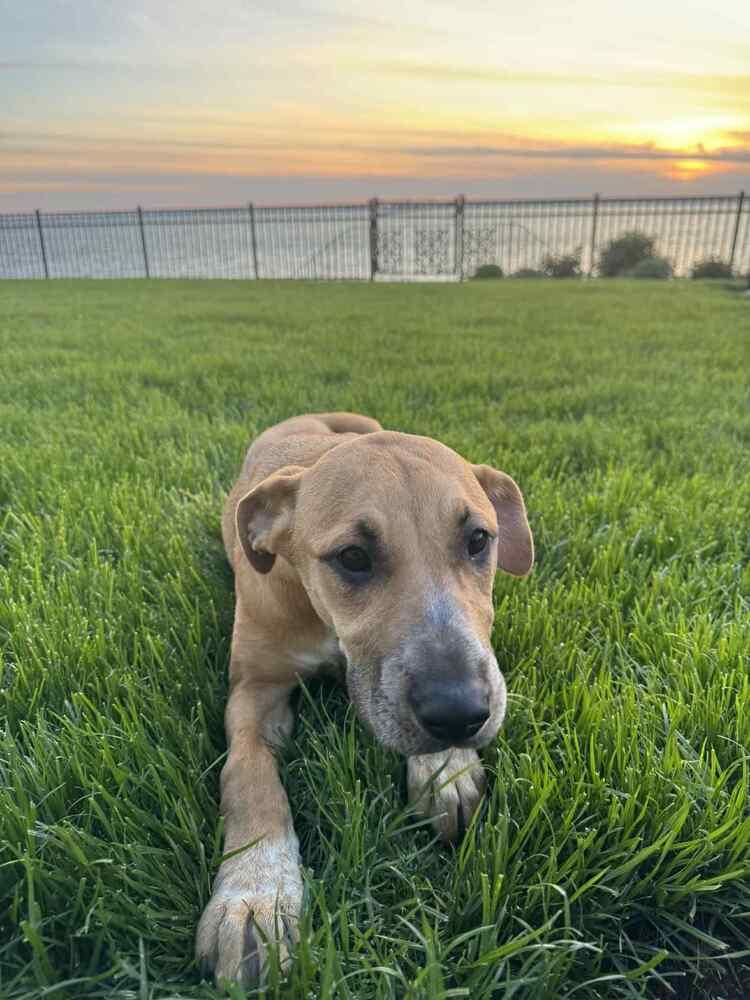 Willow, a Adoptable mixed breed in Valley Stream, NY image 6/6