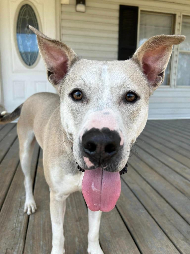 Silver, Adoptable, Adult Male Mixed Breed.