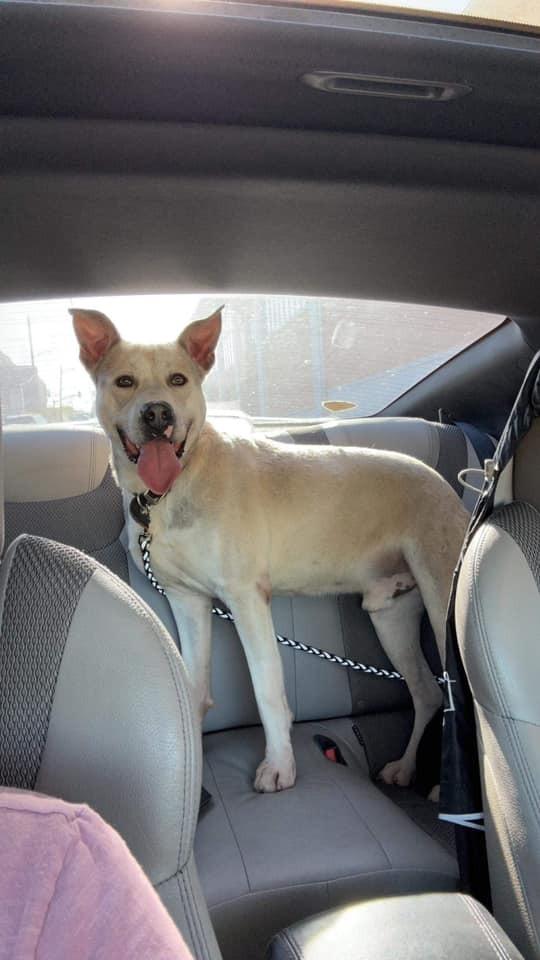 Silver, Adoptable, Adult Male Mixed Breed.