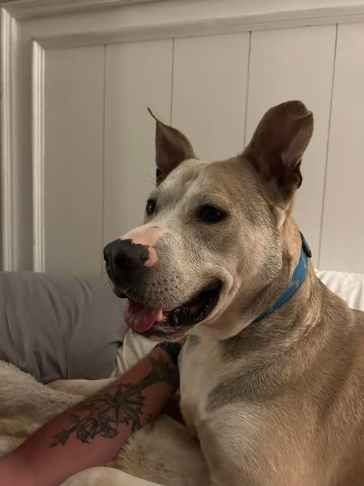 Enlarge Silver, a Adoptable mixed breed in Fond Du Lac, WI image 3/5