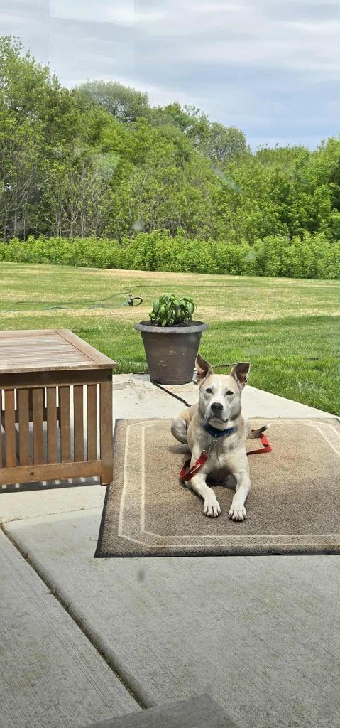 Silver, a Adoptable mixed breed in Fond Du Lac, WI image 3/6