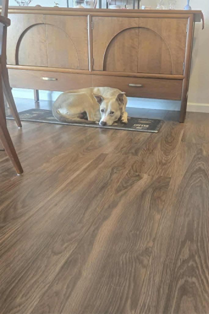 Silver, a Adoptable mixed breed in Fond Du Lac, WI image 4/6