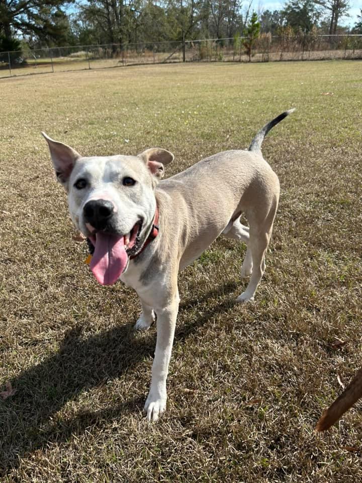 Enlarge Silver, a Adoptable mixed breed in Fond Du Lac, WI image 4/5