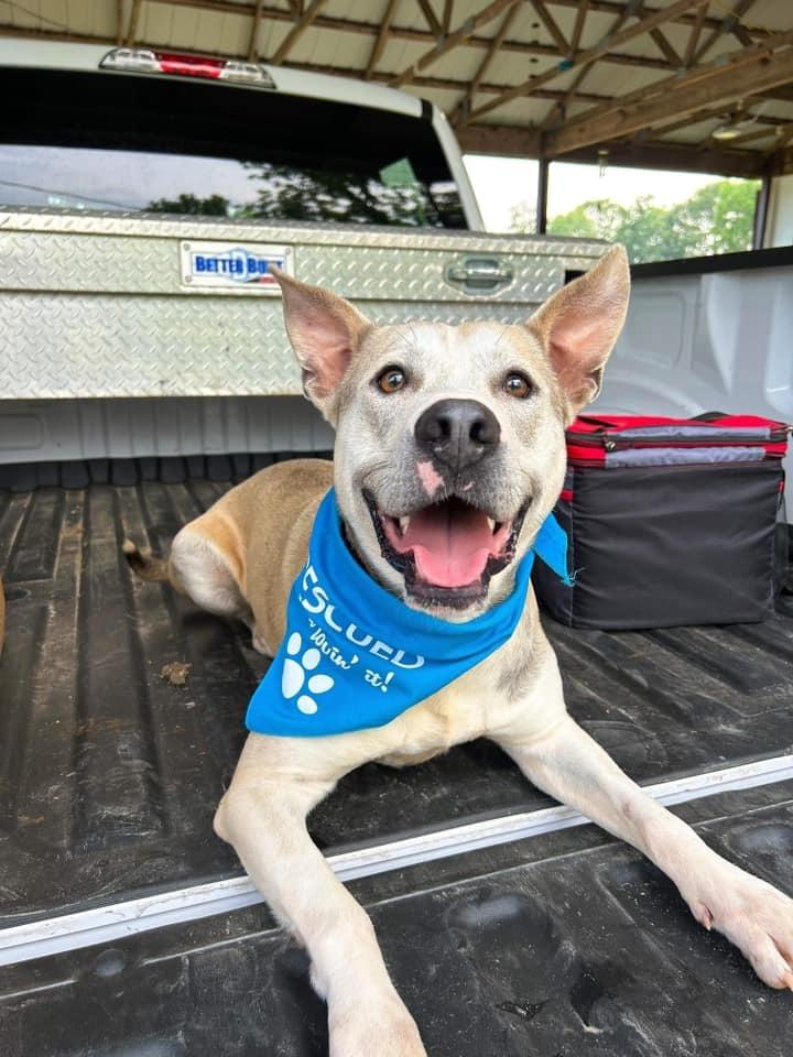 Enlarge Silver, a Adoptable mixed breed in Fond Du Lac, WI image 5/5