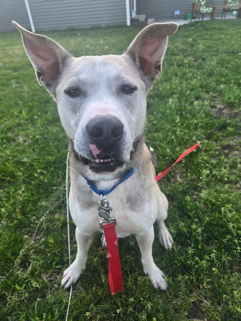 Silver, a Adoptable mixed breed in Fond Du Lac, WI image 6/6