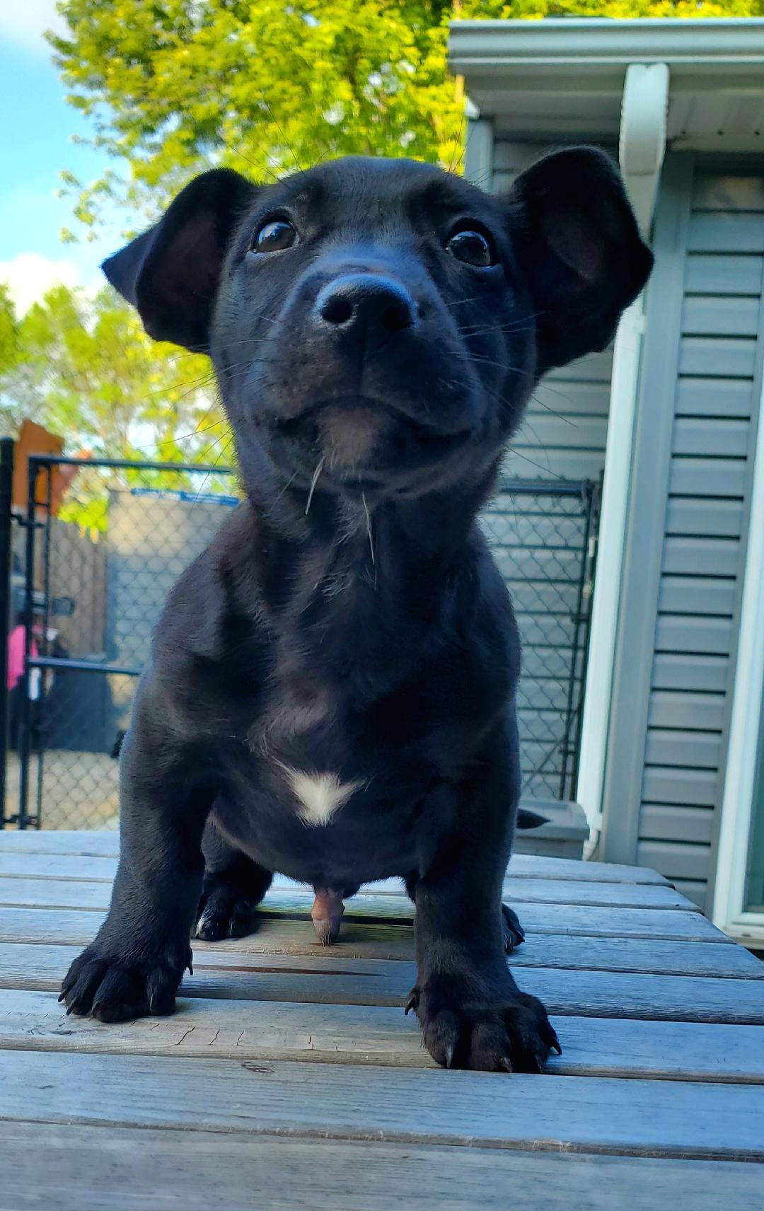 Enlarge Bert, an adopted mixed breed in Moorhead, MN image 2/6