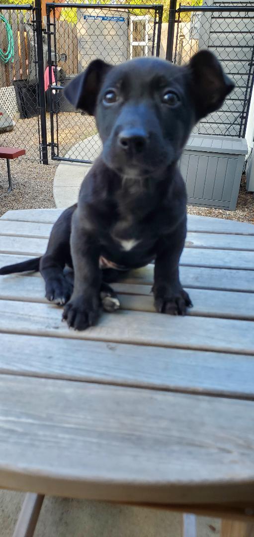 Enlarge Bert, an adopted mixed breed in Moorhead, MN image 3/6