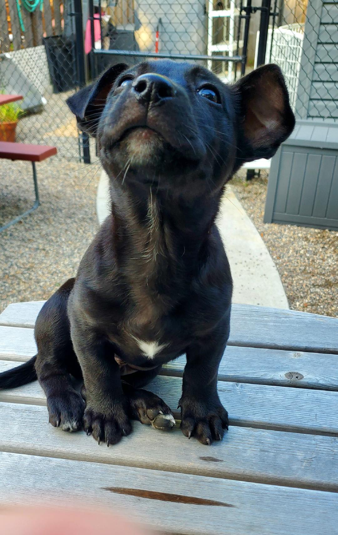 Enlarge Bert, an adopted mixed breed in Moorhead, MN image 5/6