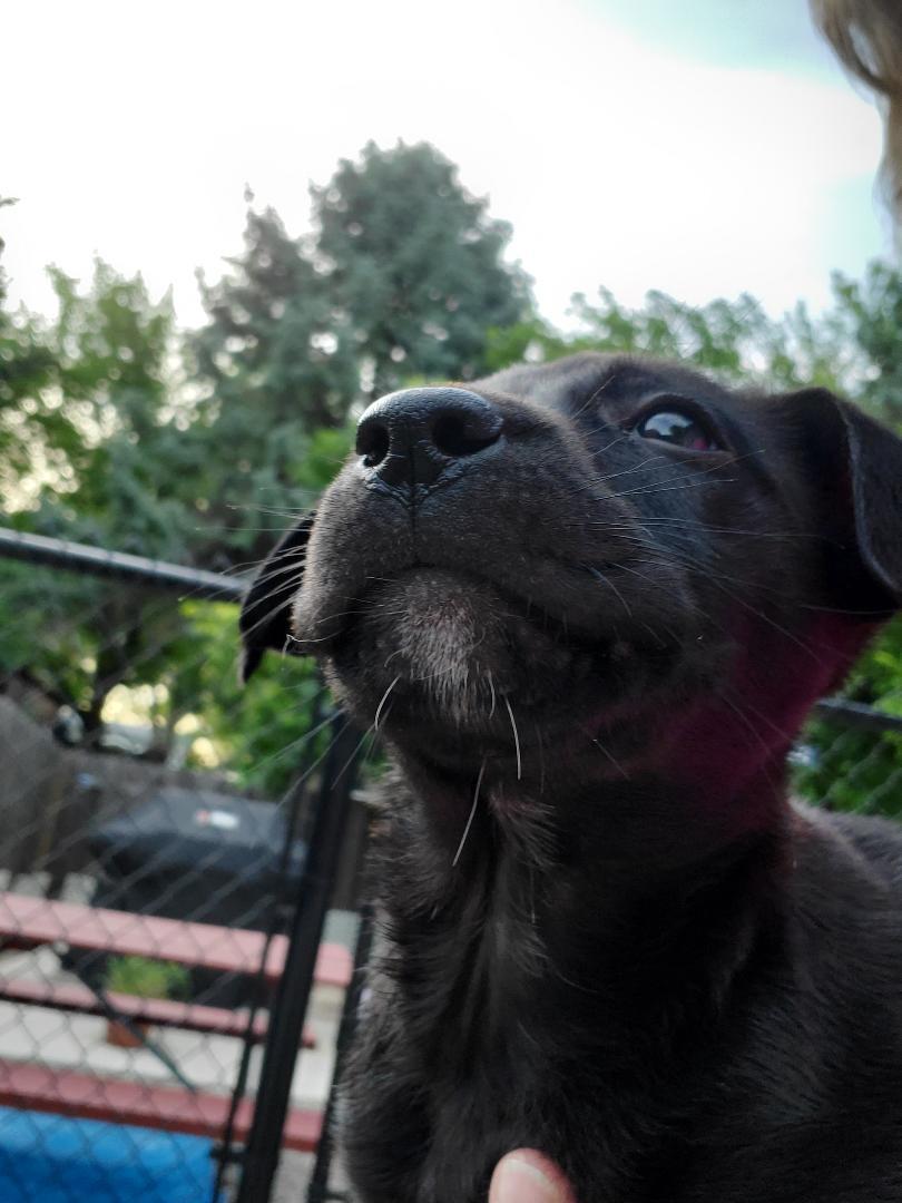 Enlarge Bert, an adopted mixed breed in Moorhead, MN image 6/6