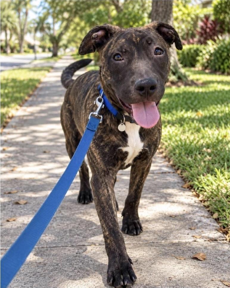 Enlarge Lucky, a Adoptable mixed breed in Melbourne , FL image 3/3