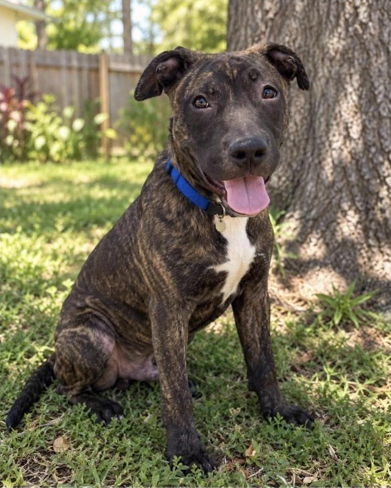 Lucky, Adoptable, Young Male Boxer & Cane Corso.