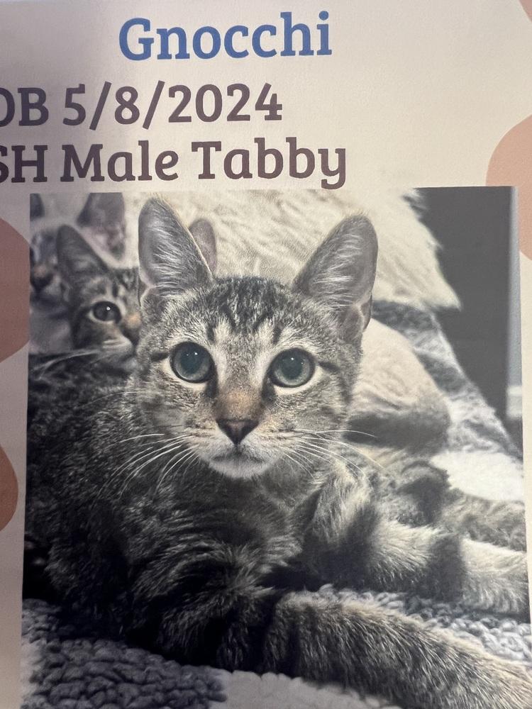 Gnocchi, Adoptable, Adult Male Domestic Short Hair.