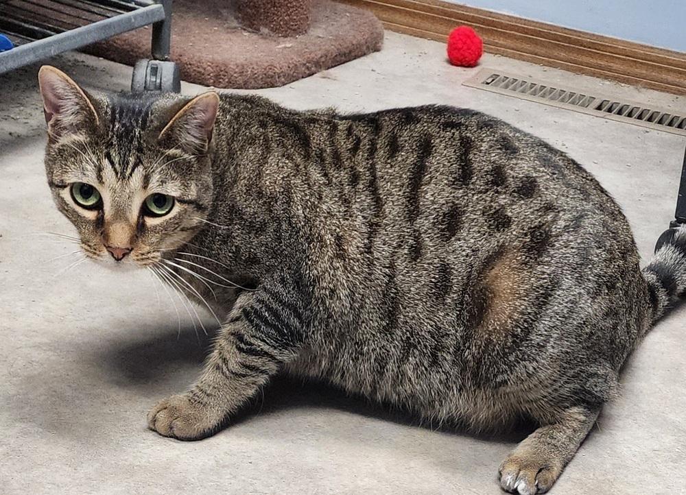 Gnocchi, Adoptable, Young Male Domestic Short Hair.