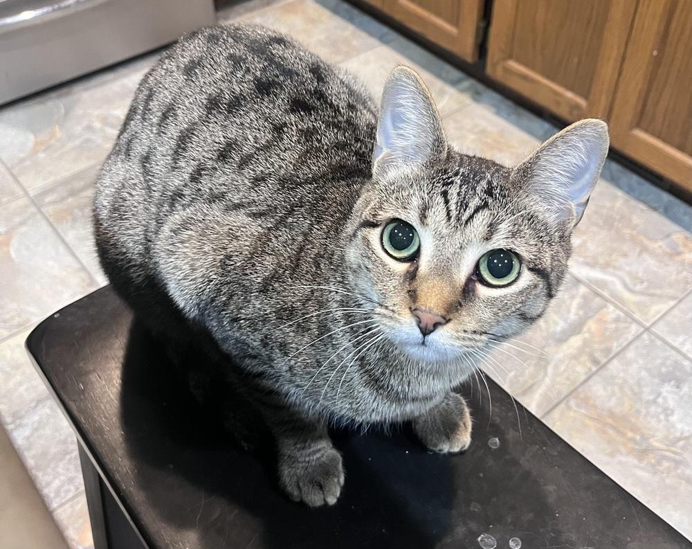 Enlarge Gnocchi, a Adoptable Domestic Short Hair in Anoka, MN image 3/4