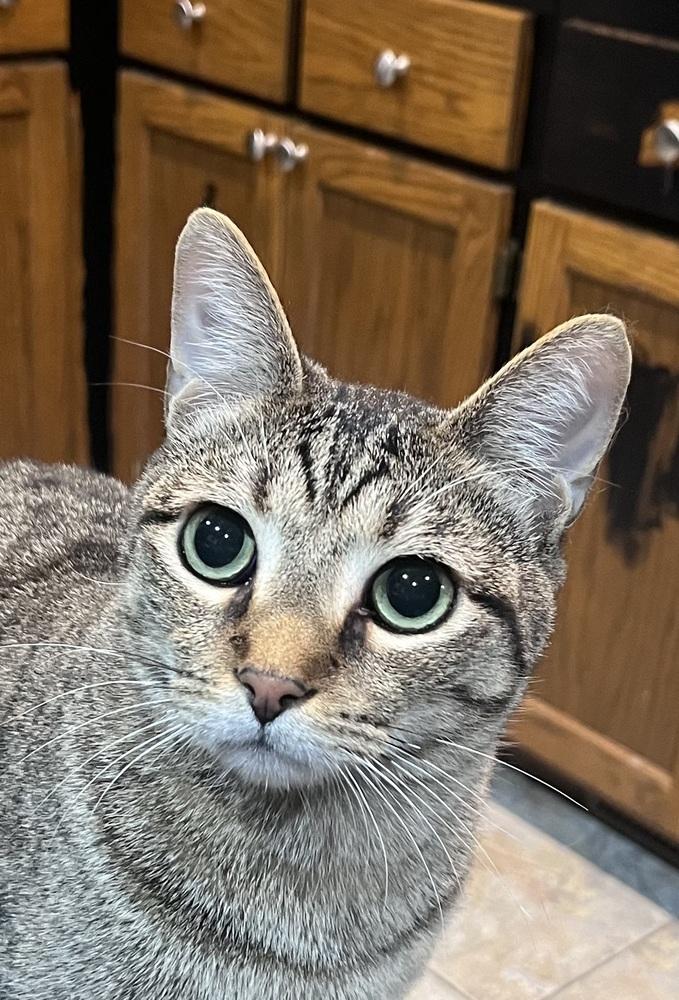 Enlarge Gnocchi, a Adoptable Domestic Short Hair in Anoka, MN image 4/4