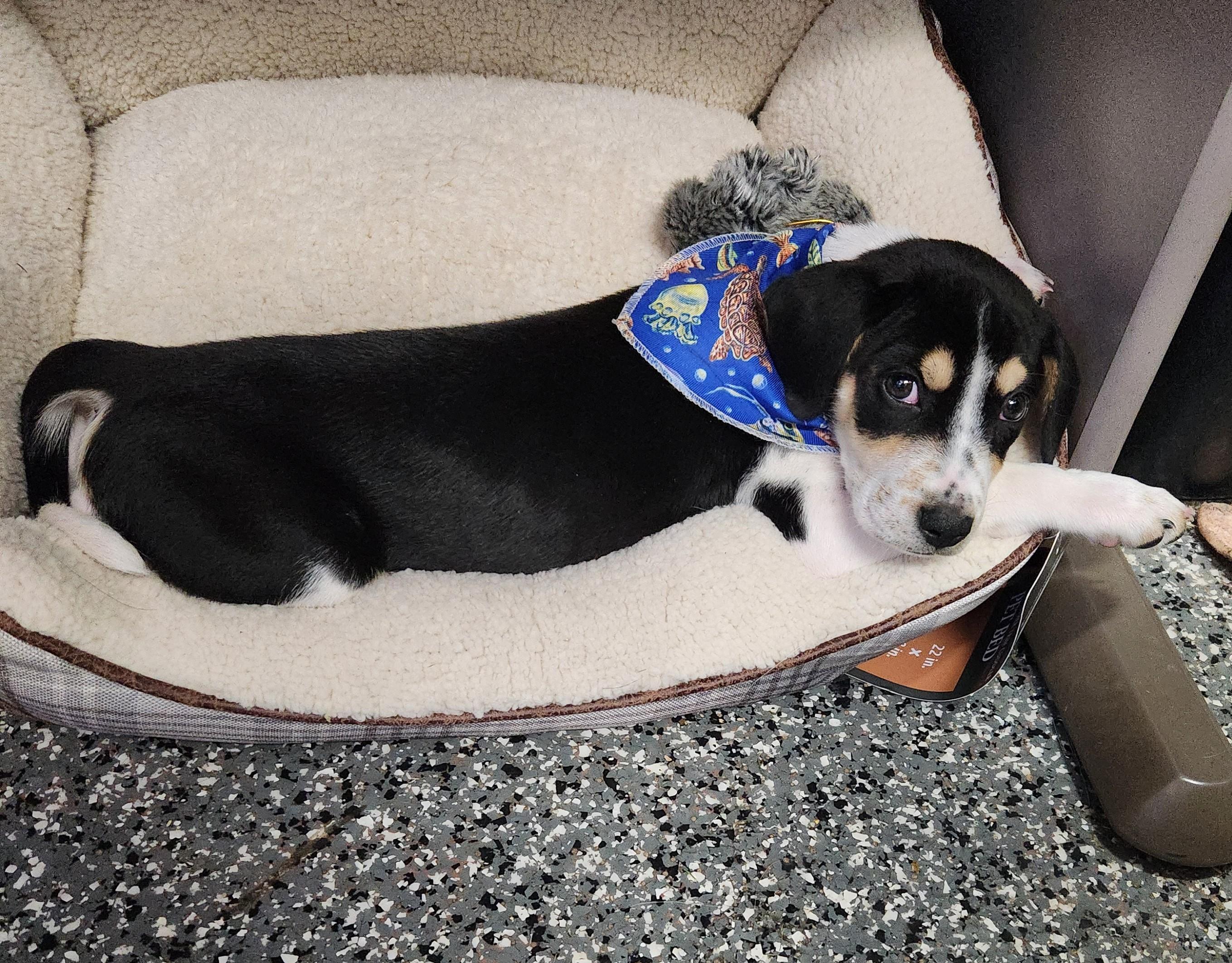 Tilly, an adopted mixed breed in Siloam Springs, AR image 1/4