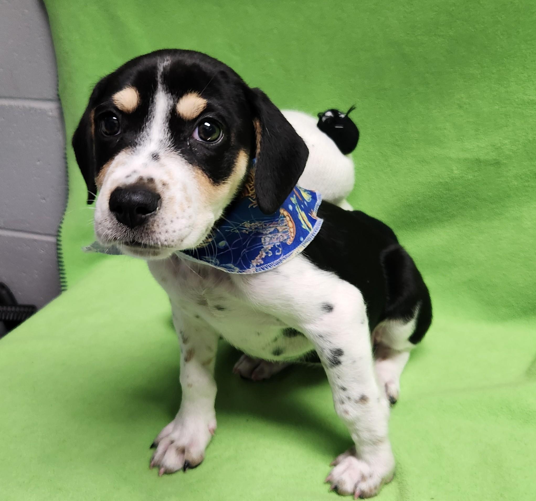 Tilly, an adopted mixed breed in Siloam Springs, AR image 2/4