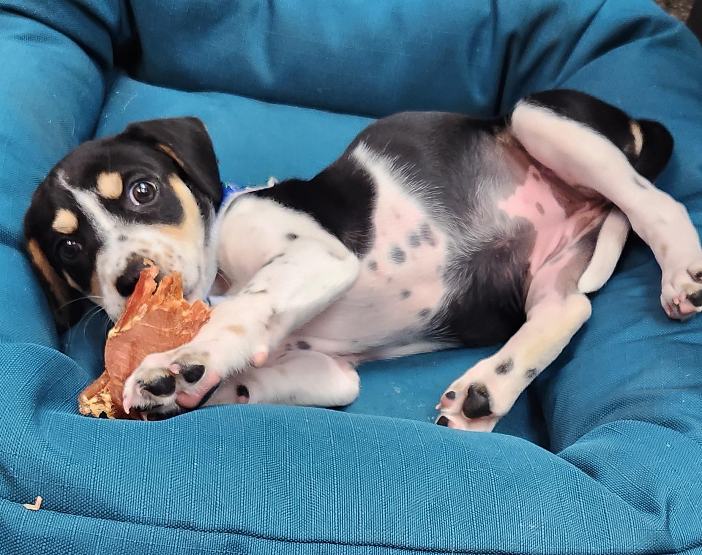 Tilly, an adopted mixed breed in Siloam Springs, AR image 4/4