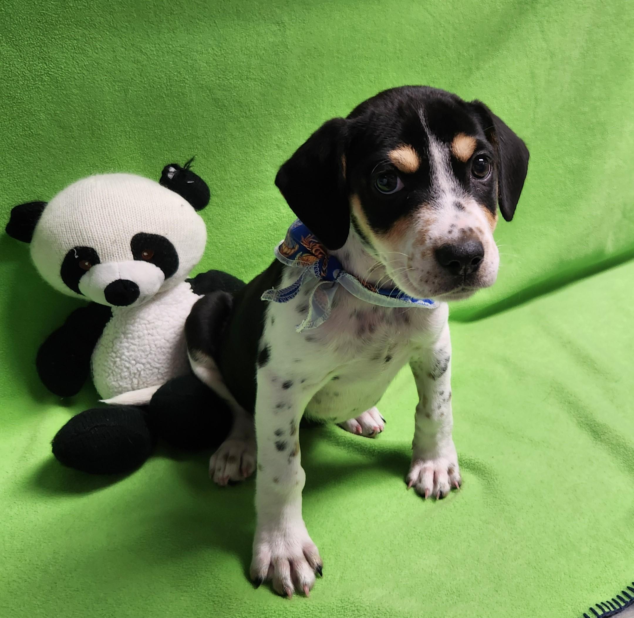 Tilly, an adopted mixed breed in Siloam Springs, AR image 3/4