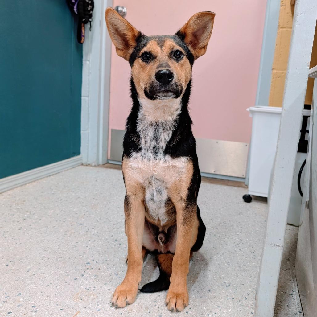 Burrito, Adoptable, Young Male German Shepherd Dog & Australian Cattle Dog / Blue Heeler.