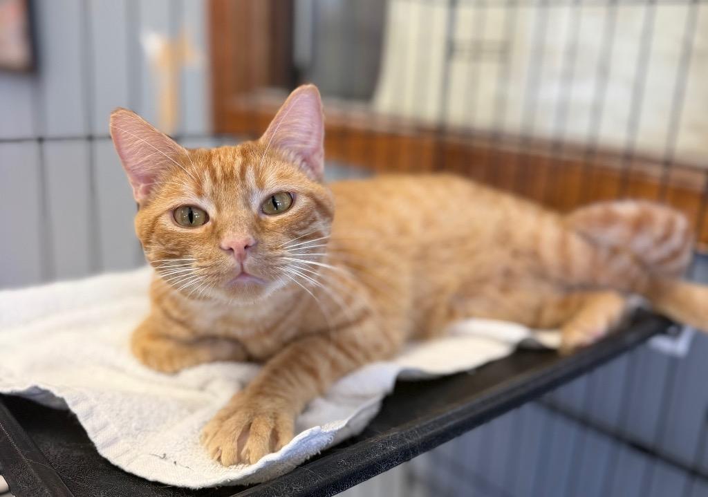 Enlarge Little Mike, a ADOPTABLE Domestic Short Hair in Columbus, NE image 1/1