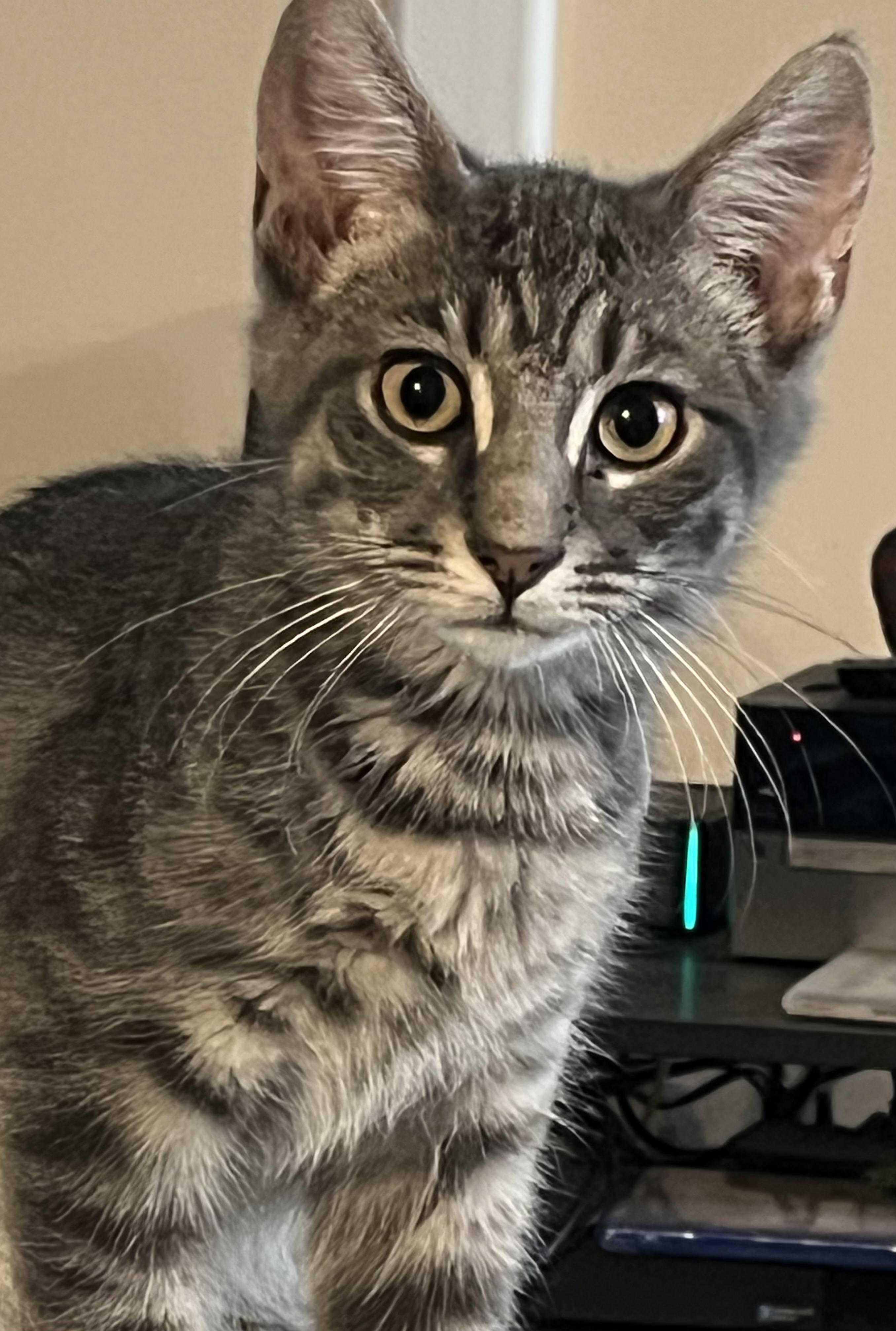Jalapeno, ADOPTABLE, Kitten Male Domestic Short Hair.
