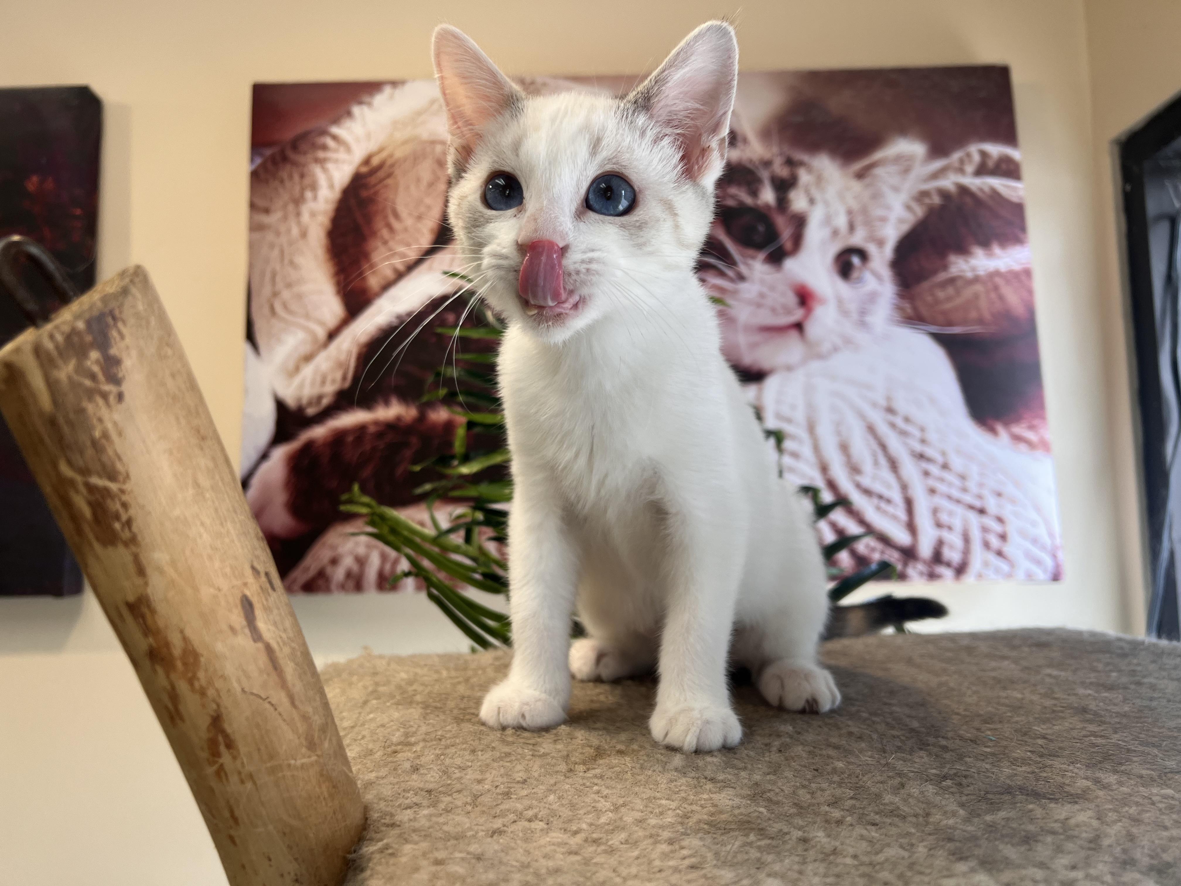 Enlarge Iris, a Adopted Siamese in Madison, WI image 4/4