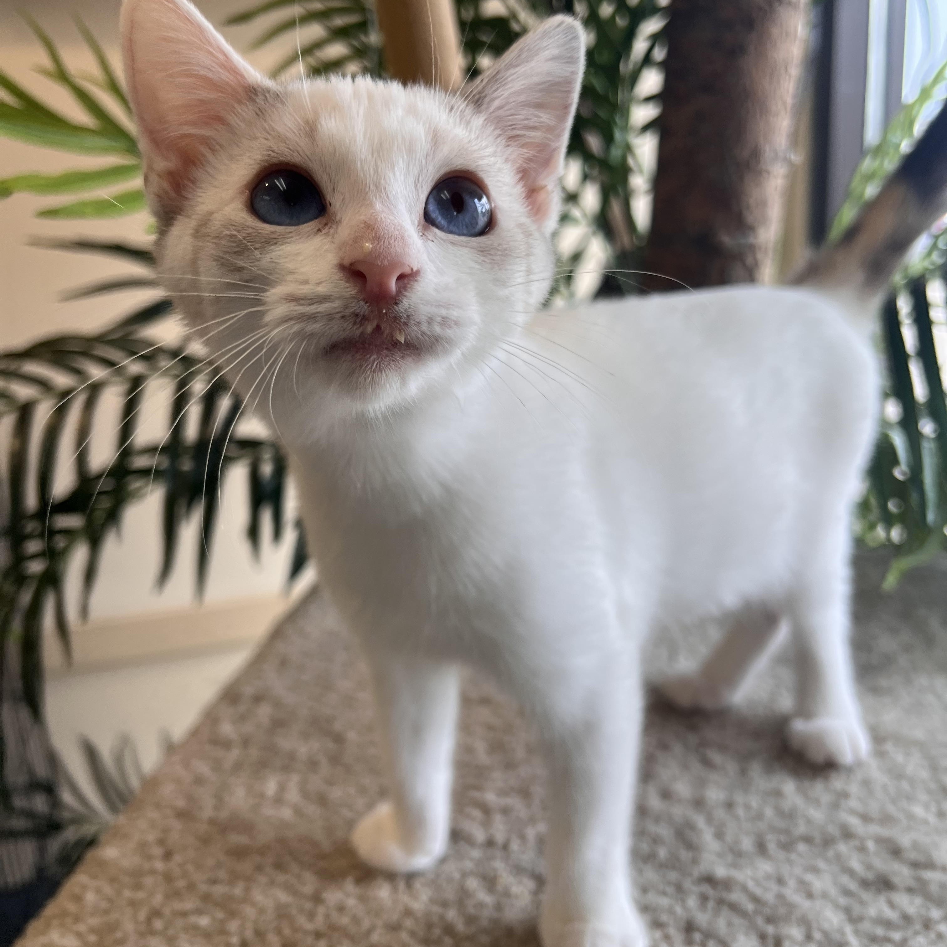 Enlarge Iris, a Adopted Siamese in Madison, WI image 1/4