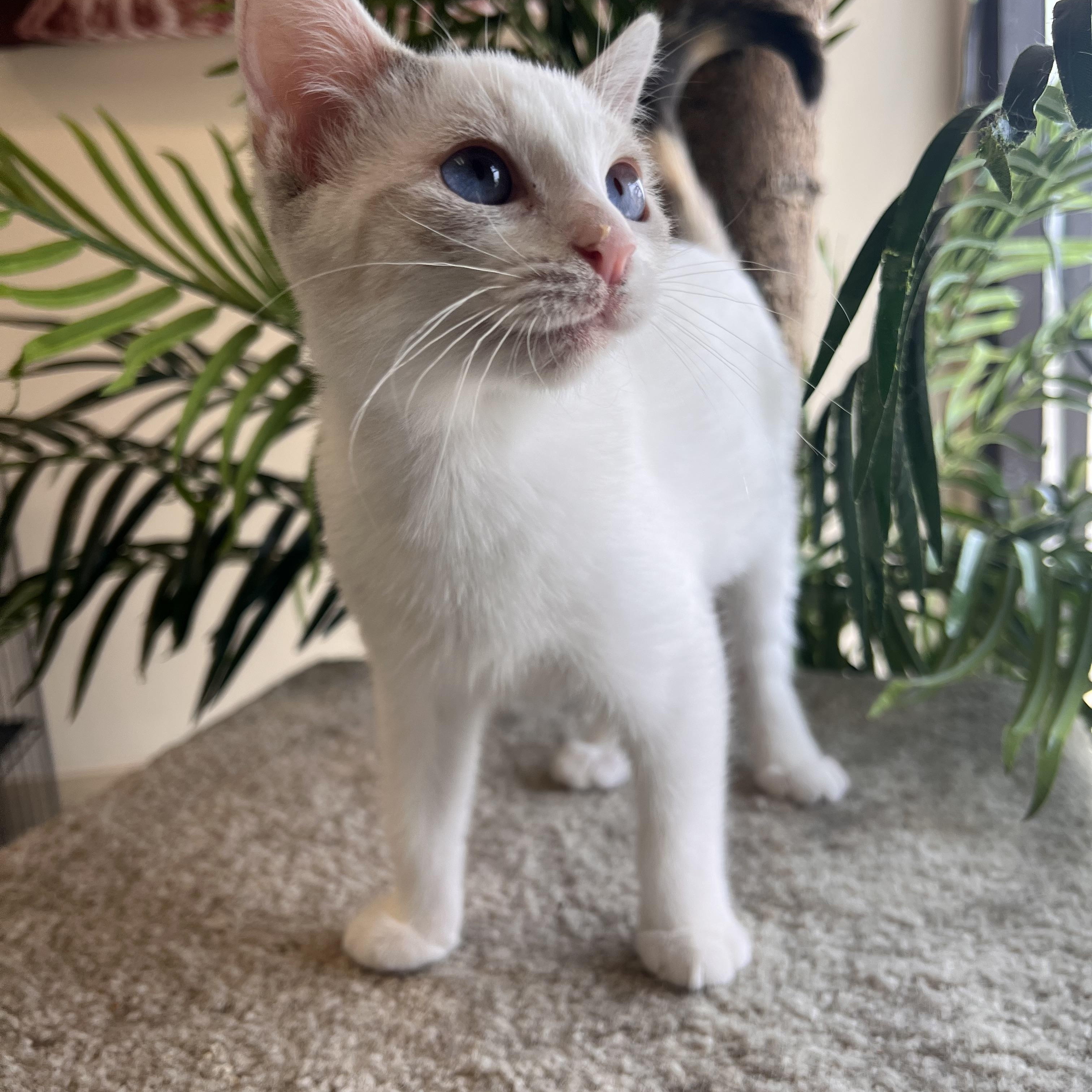 Enlarge Iris, a Adopted Siamese in Madison, WI image 2/4