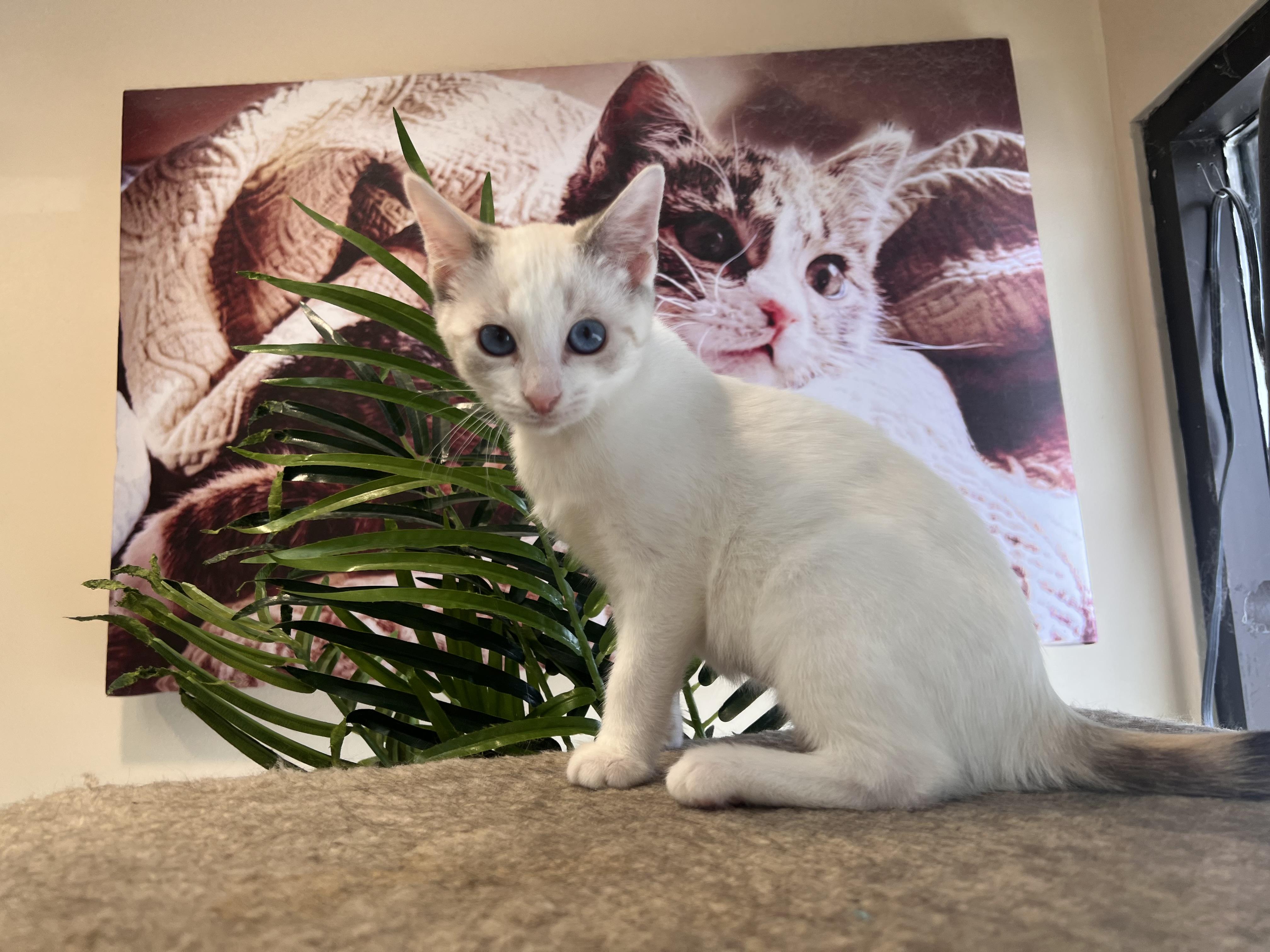 Enlarge Iris, a Adopted Siamese in Madison, WI image 3/4