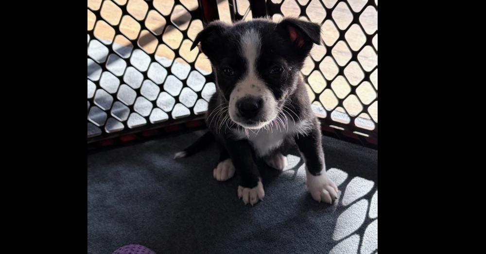 Enlarge Barkley, a Adoptable mixed breed in Aurora, CO image 1/1
