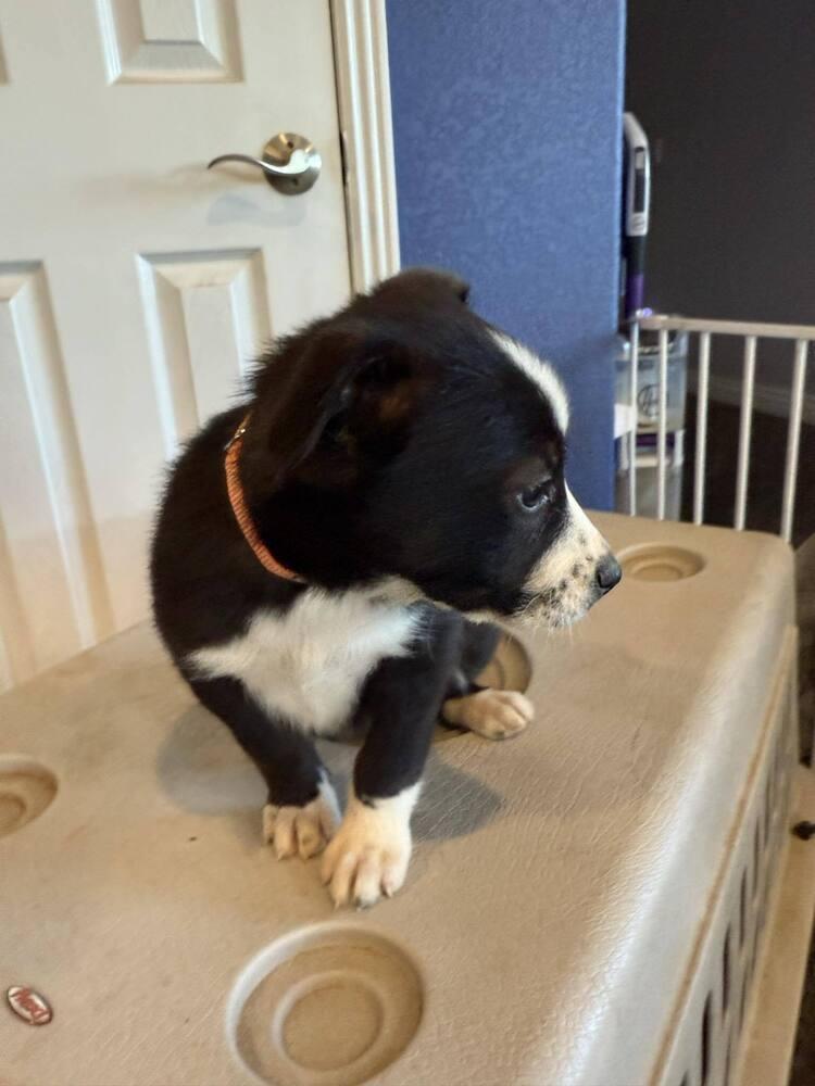 Barkley, a Adoptable mixed breed in Aurora, CO image 2/5