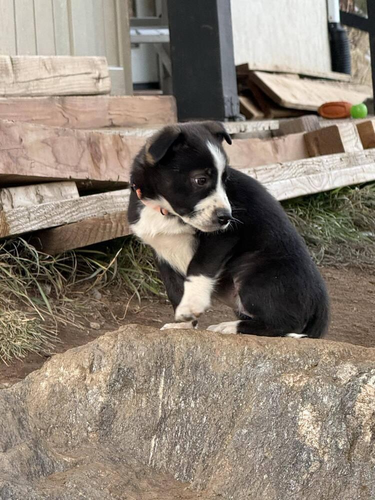 Barkley, a Adoptable mixed breed in Aurora, CO image 3/5