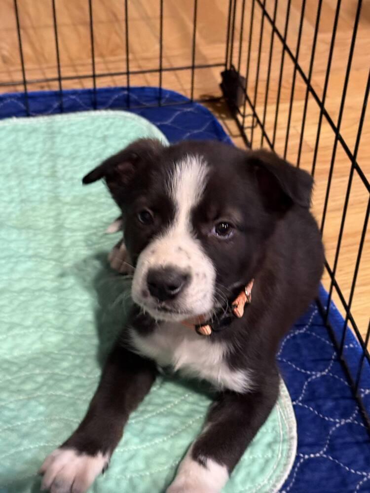 Barkley, a Adoptable mixed breed in Aurora, CO image 4/5