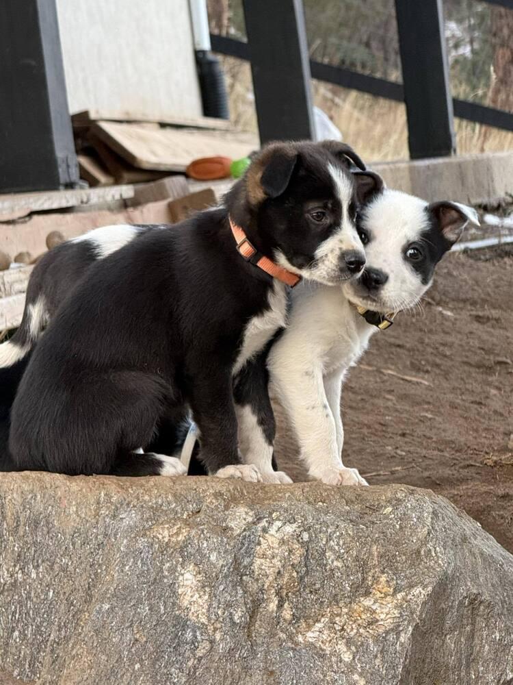 Barkley, a Adoptable mixed breed in Aurora, CO image 5/5