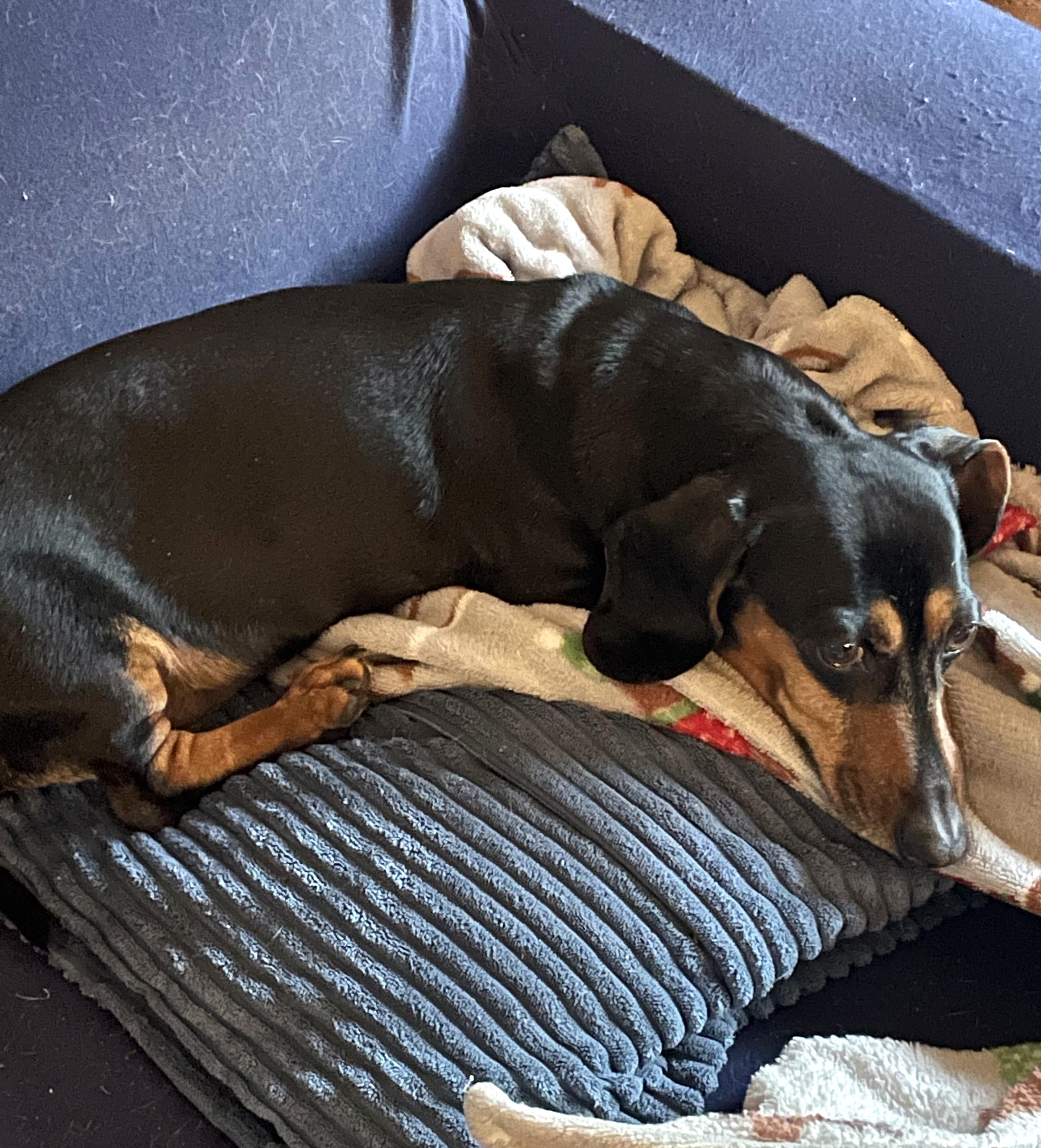Enlarge Jake in VA, a ADOPTABLE Dachshund in Newport News, VA image 3/4