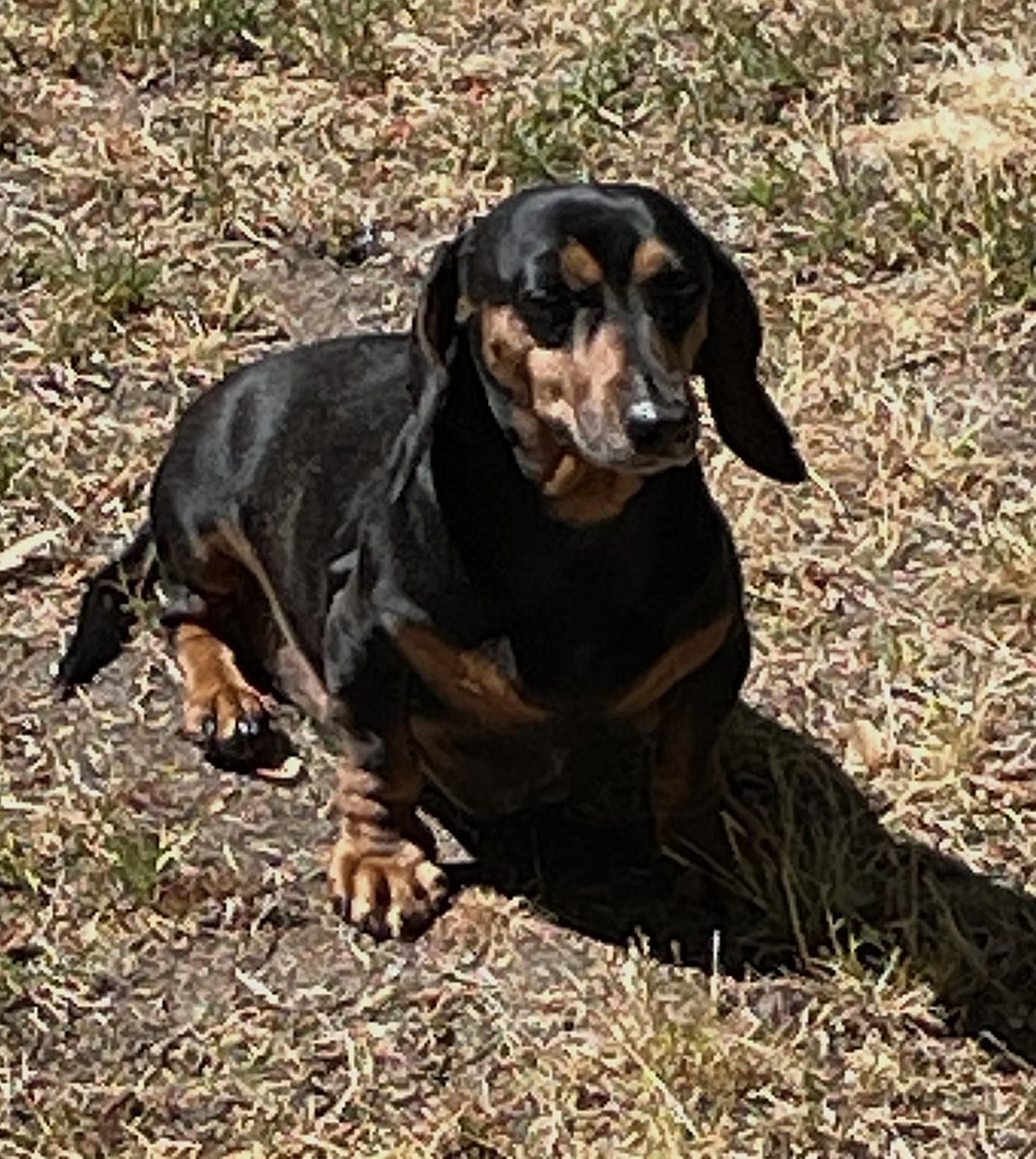 Enlarge Jake in VA, a ADOPTABLE Dachshund in Newport News, VA image 1/4