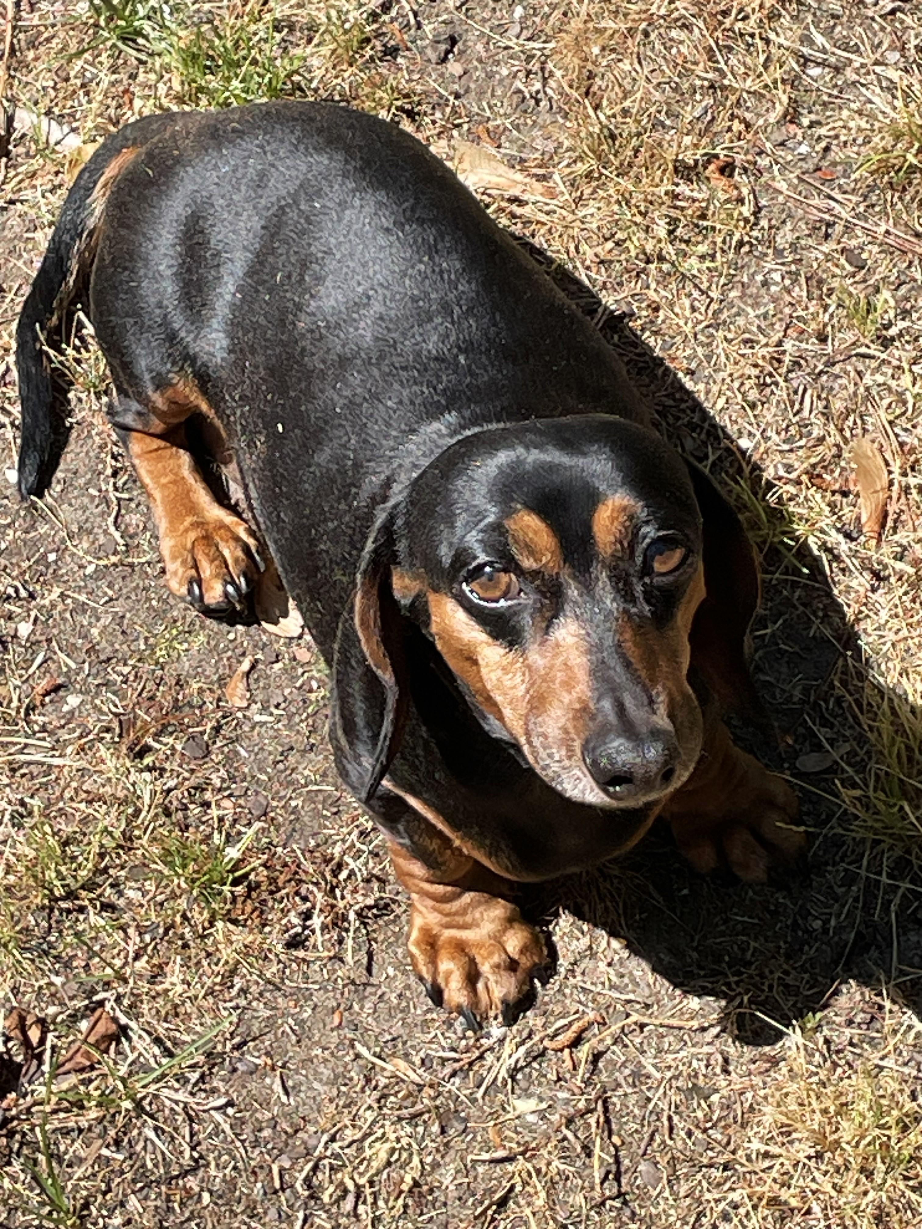 Enlarge Jake in VA, a ADOPTABLE Dachshund in Newport News, VA image 4/4