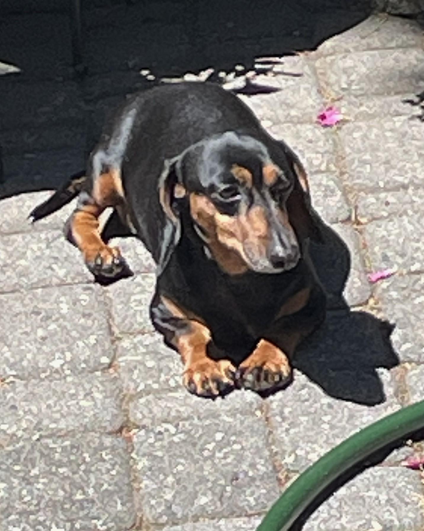 Enlarge Jake in VA, a ADOPTABLE Dachshund in Newport News, VA image 2/4